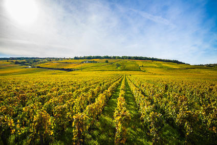 フランスブルゴーニュワイン畑